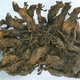 Rat king, preserved at the museum Mauritianum in Altenburg, Germany.